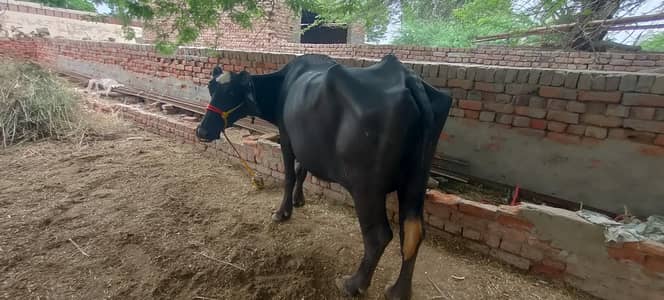 soa Bhains 6 month ki sath katta ha