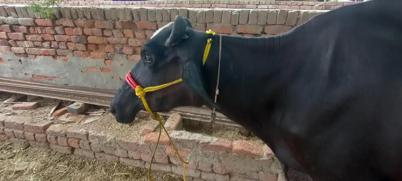 soa Bhains 6 month ki sath katta ha — photo 2