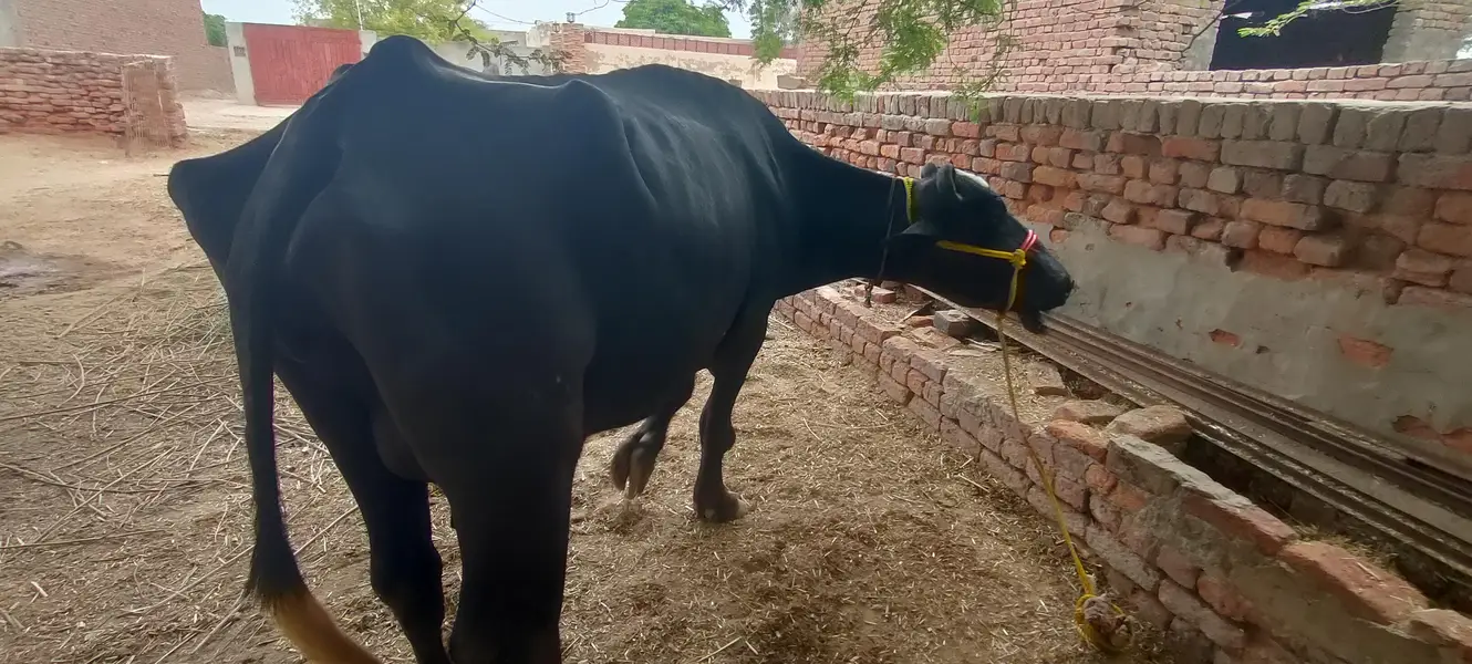 soa Bhains 6 month ki sath katta ha — photo 3