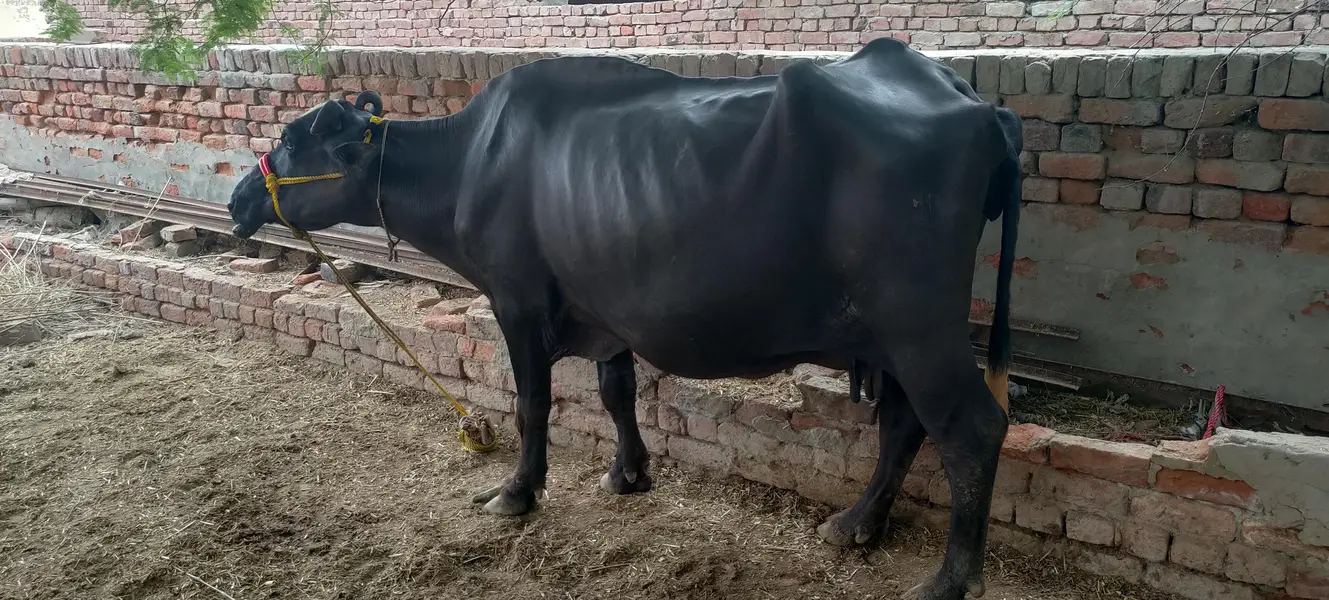 soa Bhains 6 month ki sath katta ha — photo 4