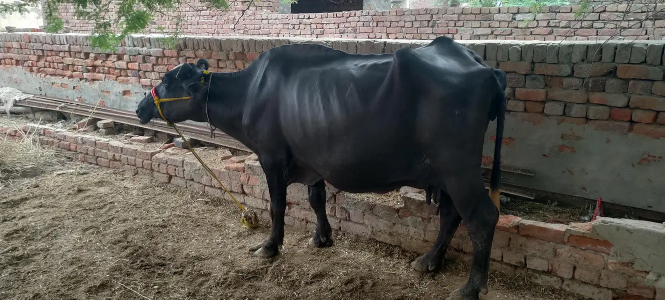 soa Bhains 6 month ki sath katta ha — photo 5