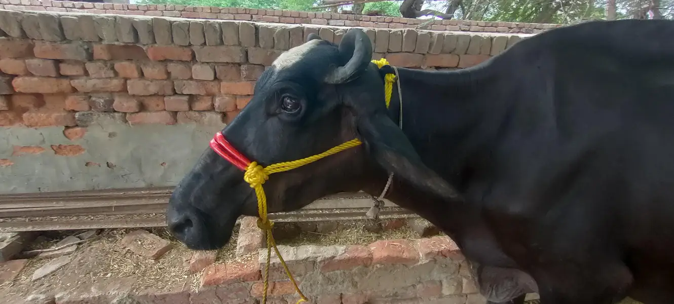 soa Bhains 6 month ki sath katta ha — photo 6