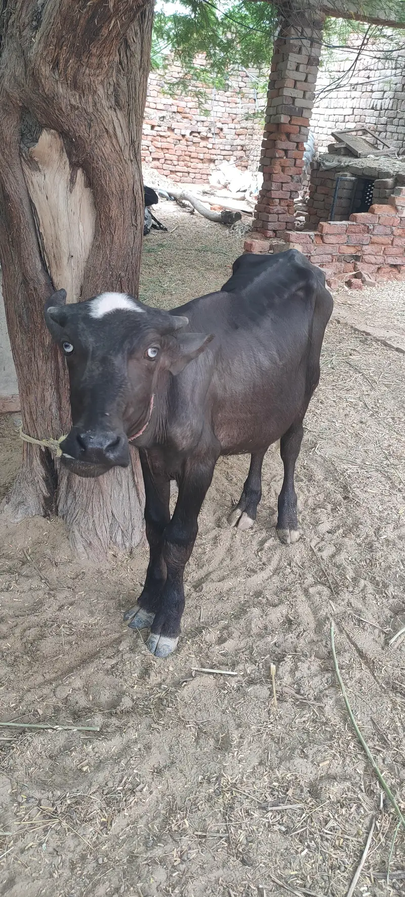 soa Bhains 6 month ki sath katta ha — photo 7