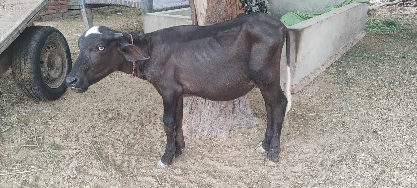 soa Bhains 6 month ki sath katta ha — photo 8