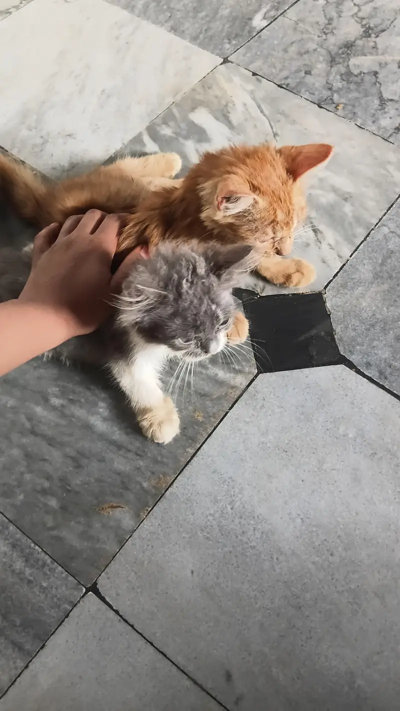 ya lahore ma ti bhi ka pas vo ab  dubai chaly gy ha bas  vo ider de ge — photo 2