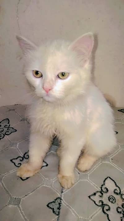 Persian kitten