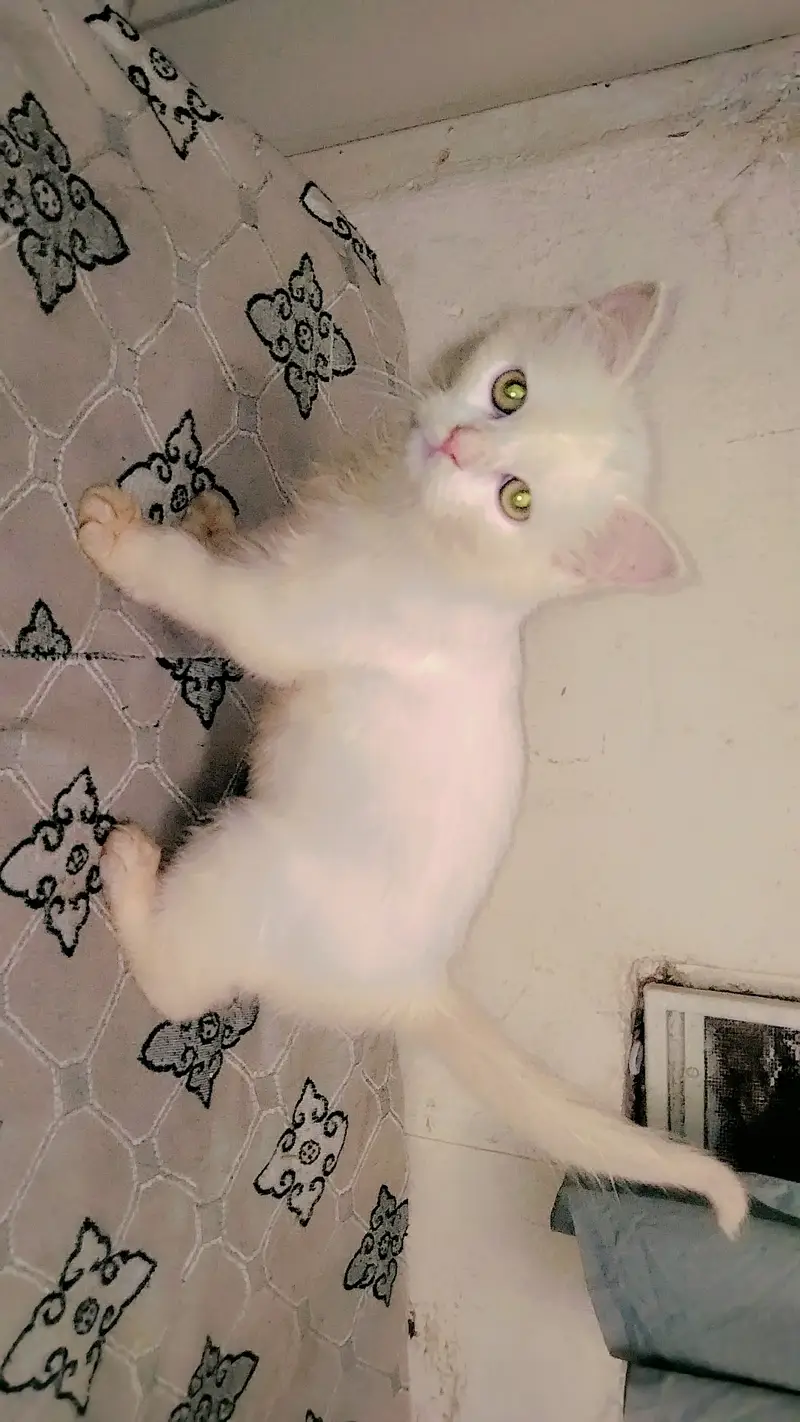 Persian kitten — photo 2