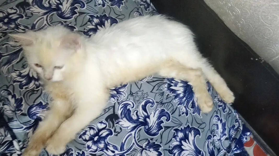Persian kitten — photo 3