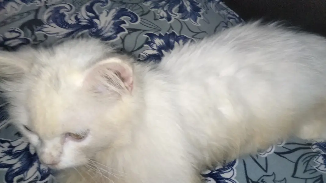 Persian kitten — photo 4