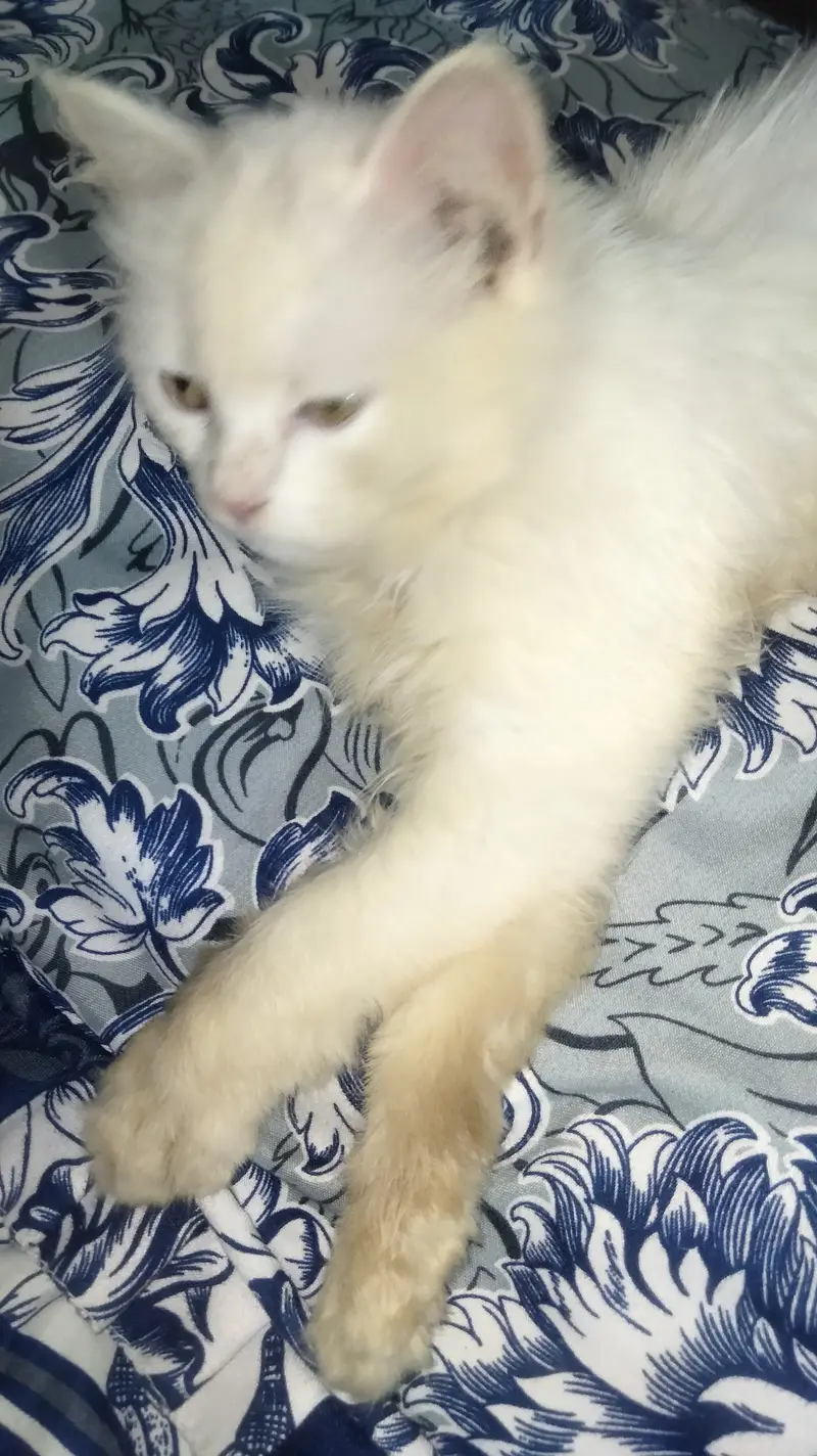 Persian kitten — photo 5