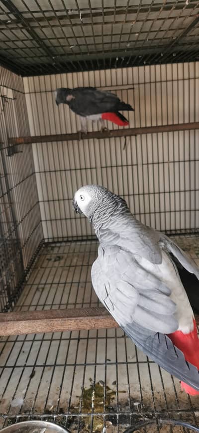 African Grey Breeder Pair