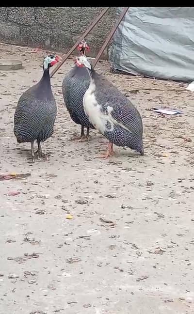 guinea fowl black pair