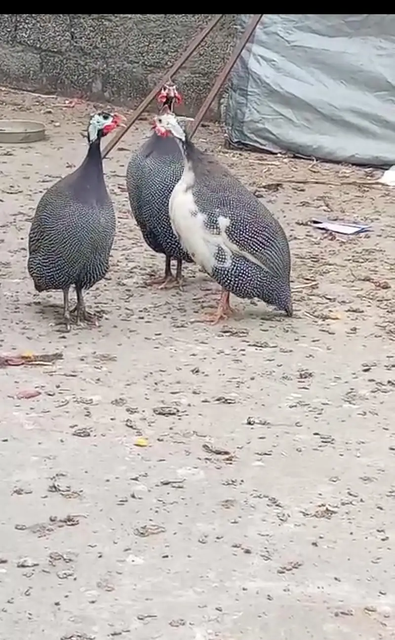guinea fowl black pair