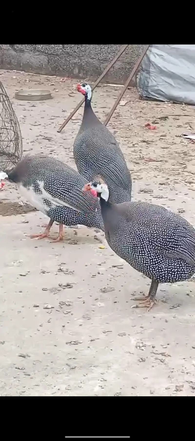 guinea fowl black pair — photo 2