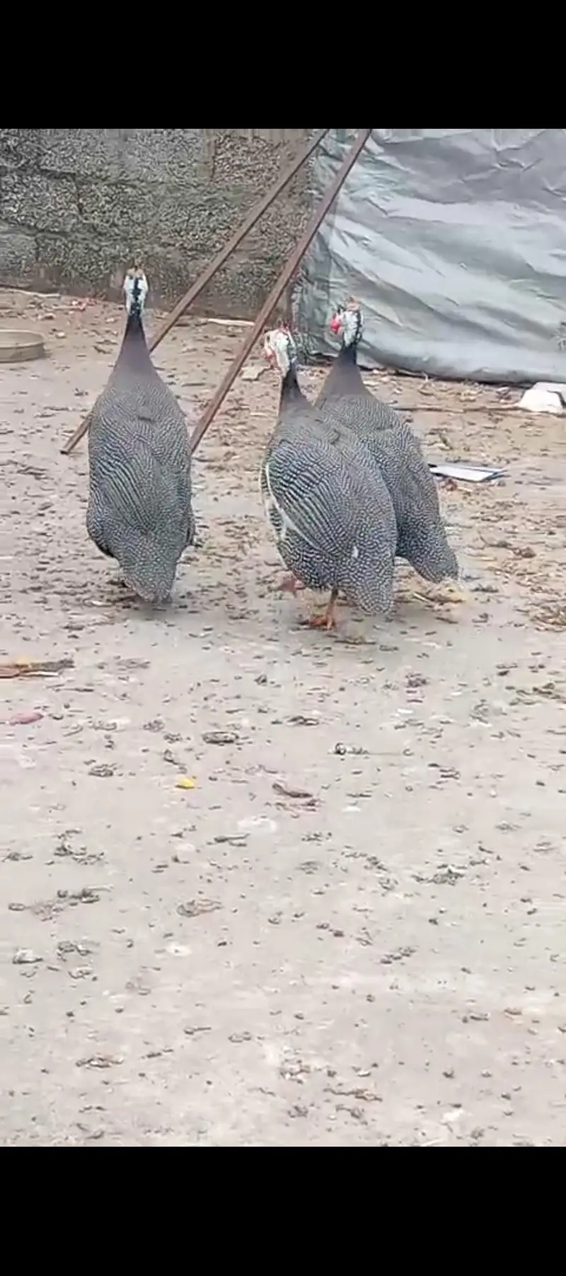guinea fowl black pair — photo 3