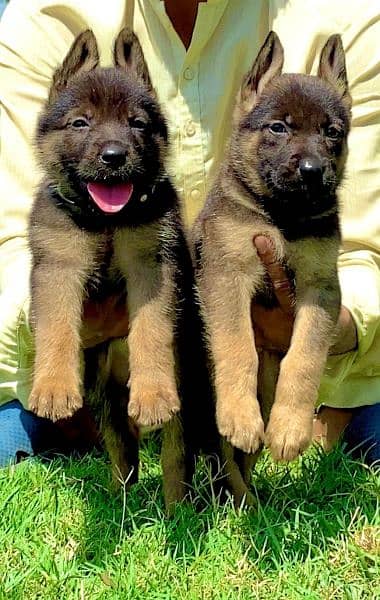 Belgium Bilinas pair 2 mahant ka full security dog for sale