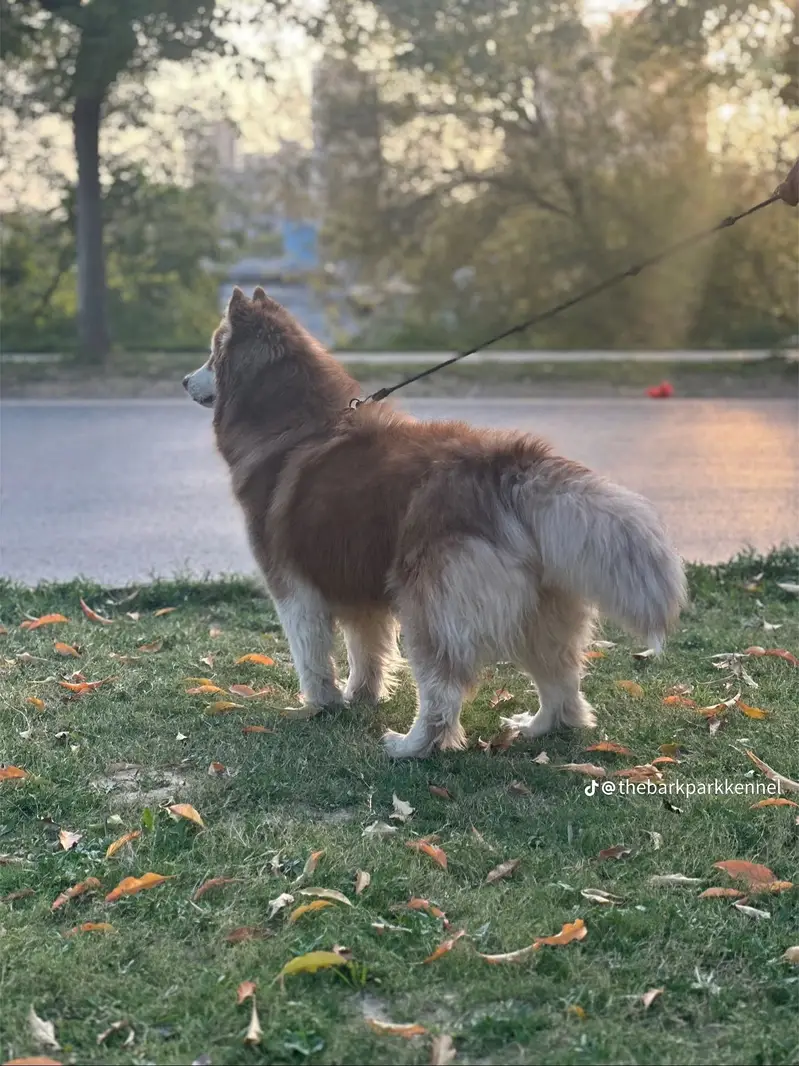 Siberian husky female — photo 2