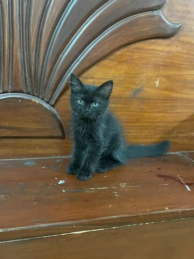 Persian kittens for sale