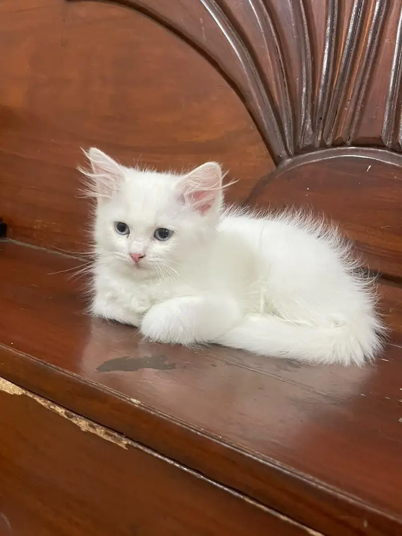 Persian kittens for sale — photo 2