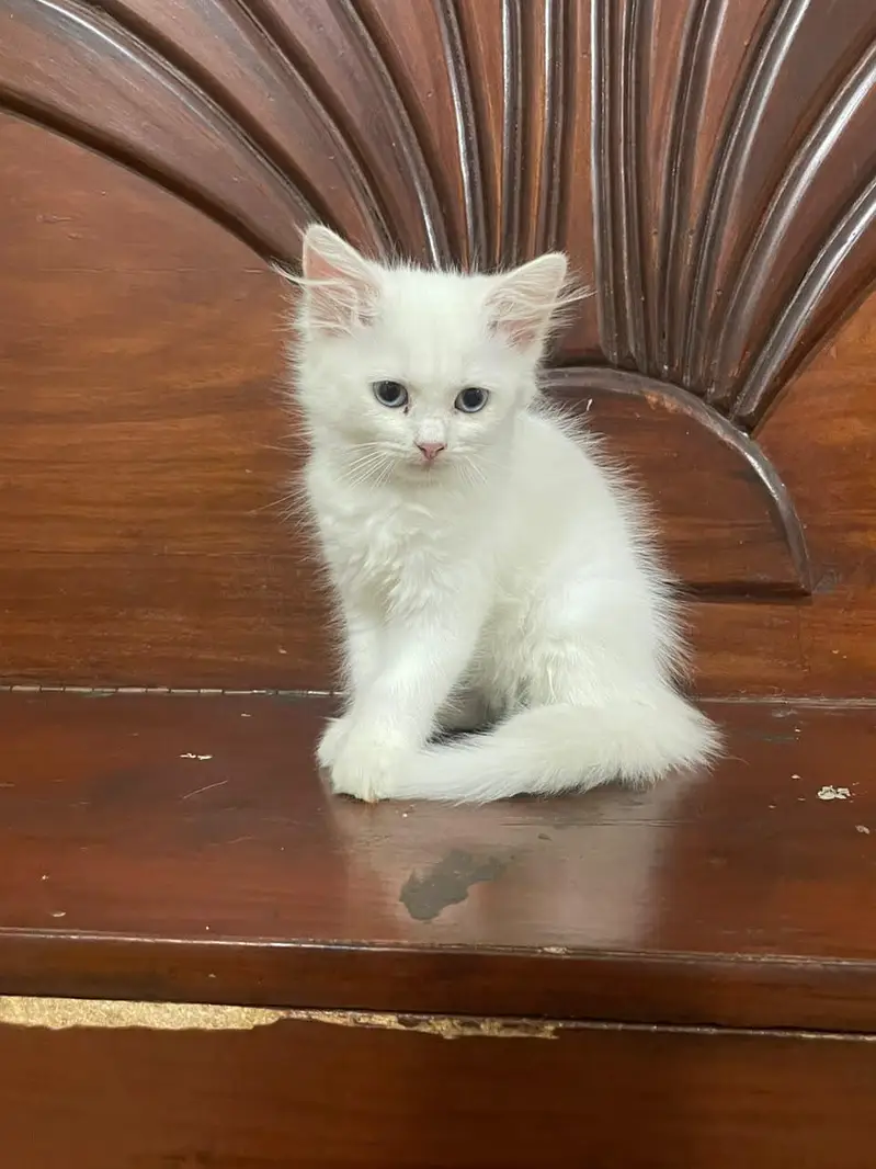 Persian kittens for sale — photo 3