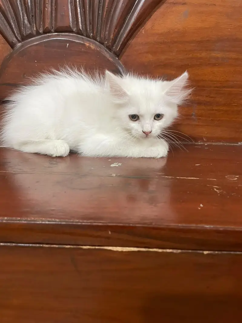 Persian kittens for sale — photo 4