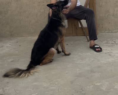 German sheperd female adult dog