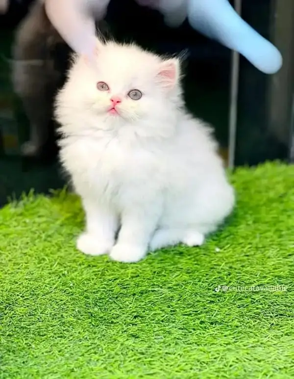 pure Parisian healthy and active kitten for sale — photo 2