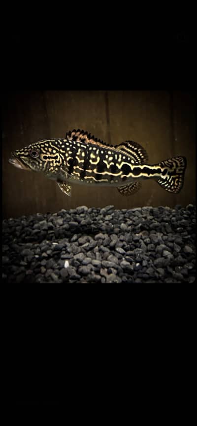 Peacock bass , royal knife , hyfin oscar , severum, albino alligator g
