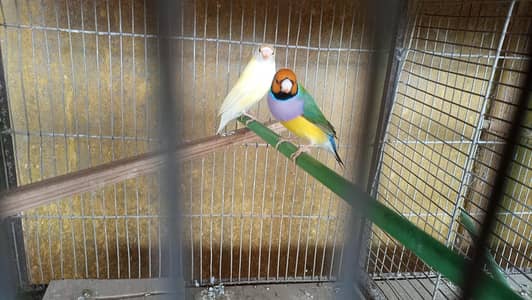 Mix Finches Lady Goldian pairs and Banglize Frosting psirs