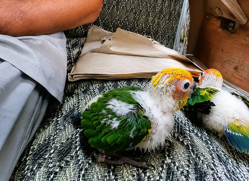 Sun Conure | Red Factor Conure Parrot Chicks | Healthy Active | parrot — photo 2