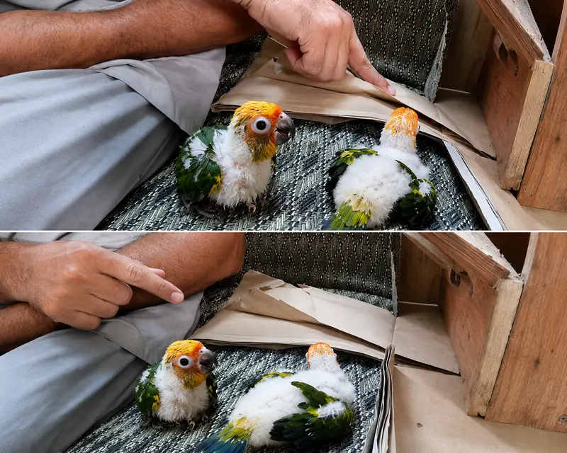 Sun Conure | Red Factor Conure Parrot Chicks | Healthy Active | parrot — photo 3