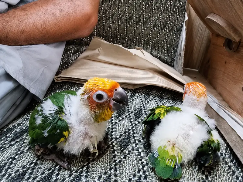 Sun Conure | Red Factor Conure Parrot Chicks | Healthy Active | parrot — photo 4