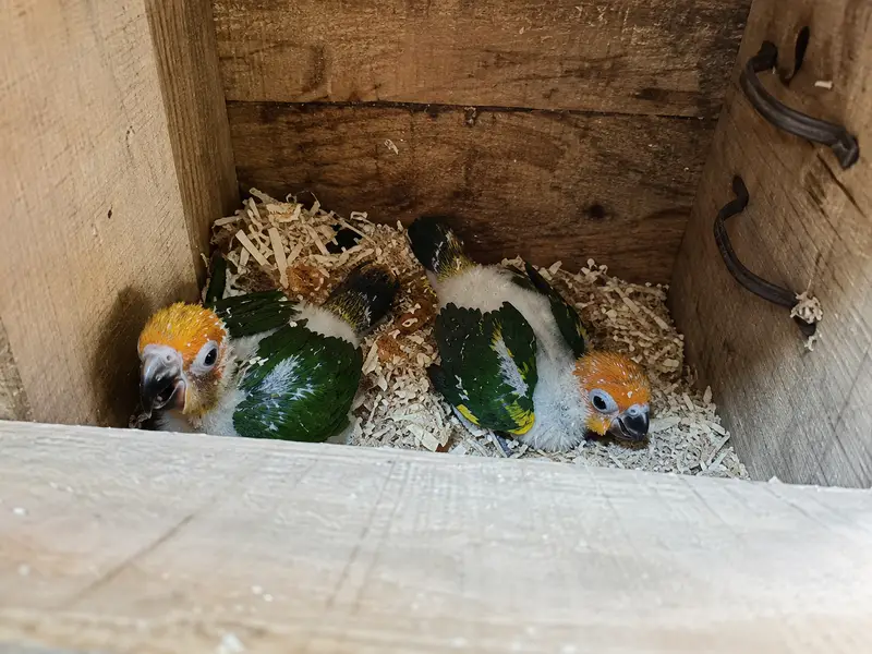Sun Conure | Red Factor Conure Parrot Chicks | Healthy Active | parrot — photo 5