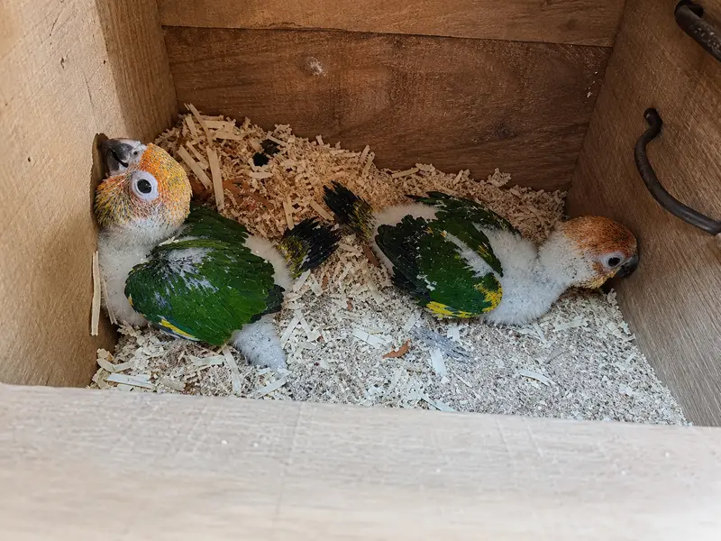 Sun Conure | Red Factor Conure Parrot Chicks | Healthy Active | parrot — photo 6