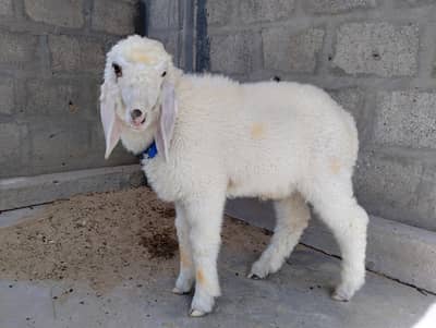 Dumba for sale
