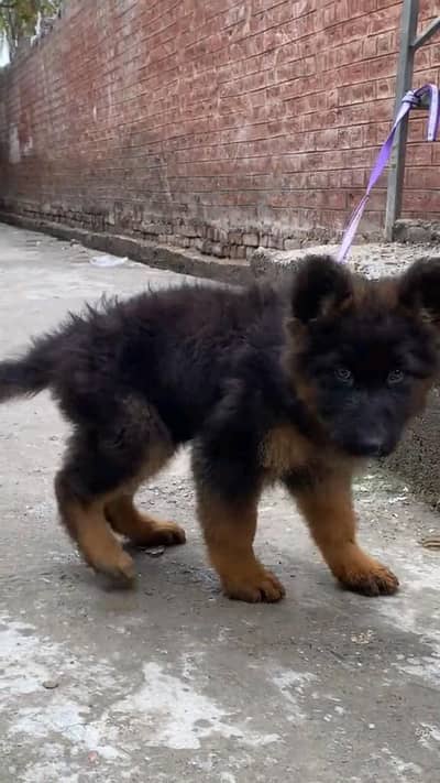 German- shepherd puppie argent for sale