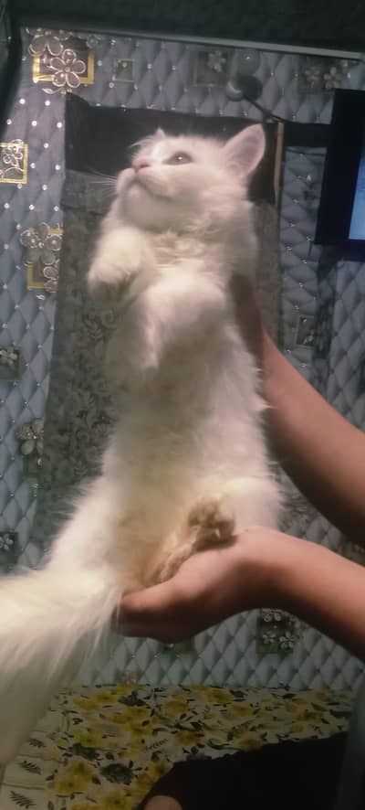 Persian kitten