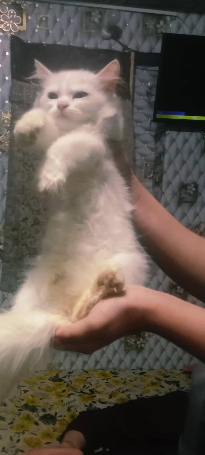Persian kitten 1