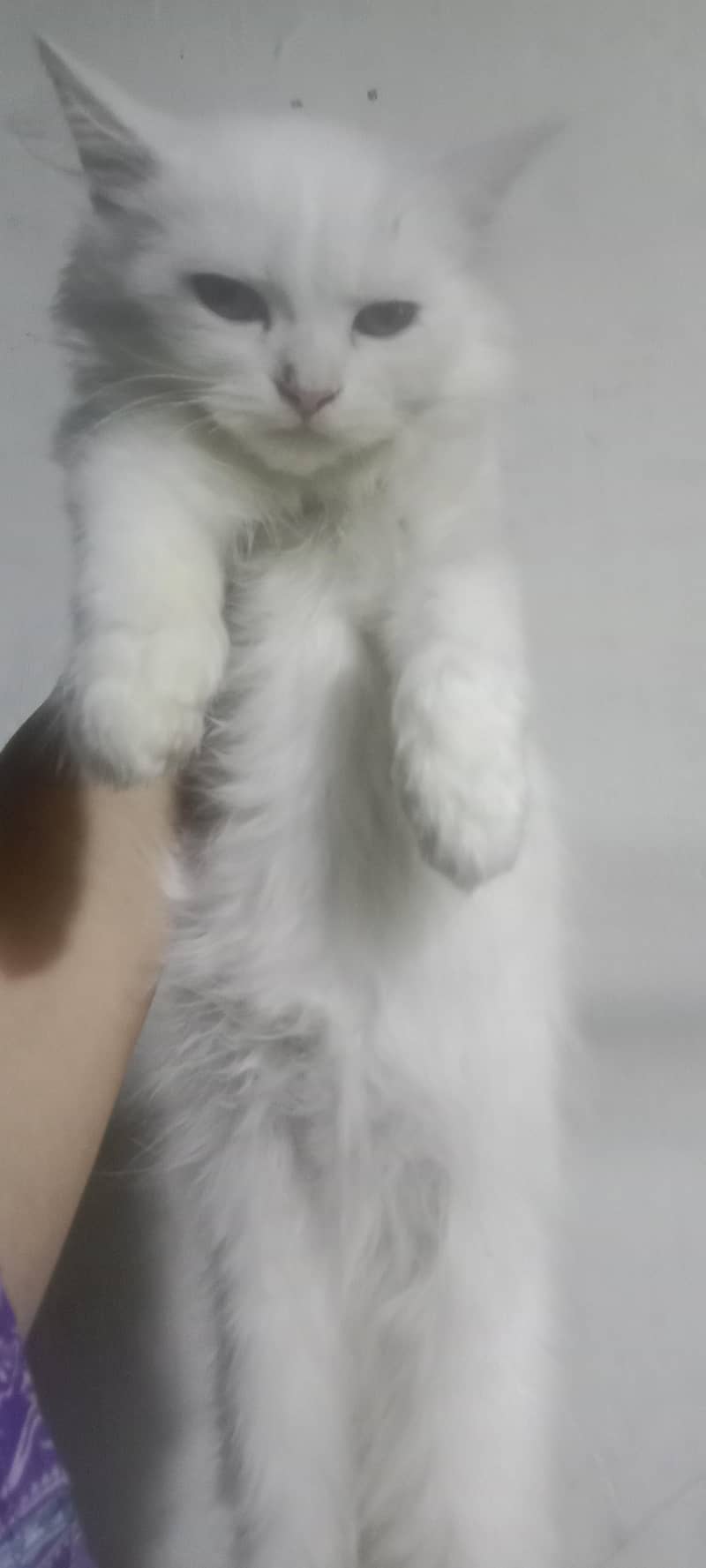 Persian kitten 2