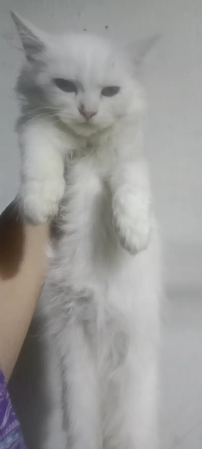 Persian kitten — photo 3