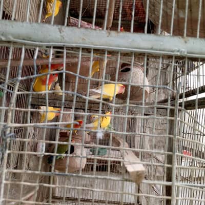 parrot