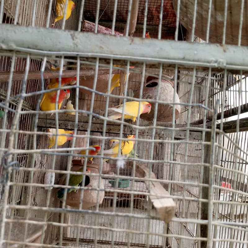parrot 0