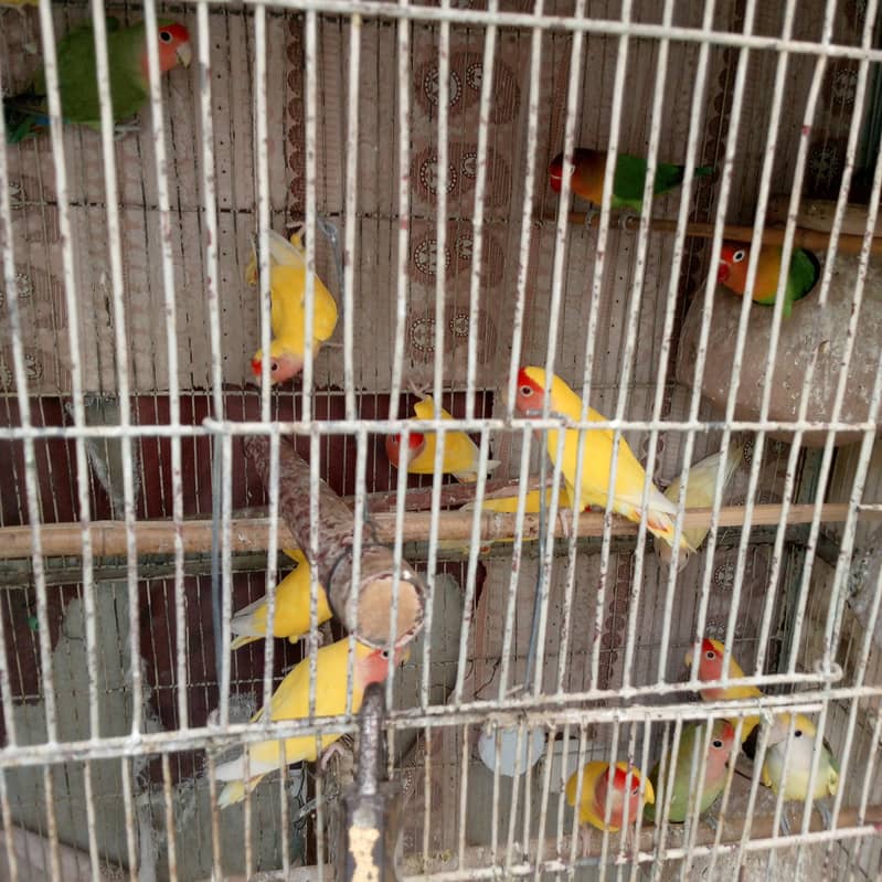 parrot 1