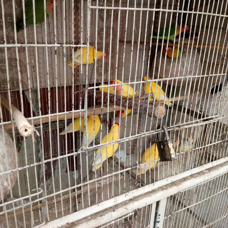 parrot 2