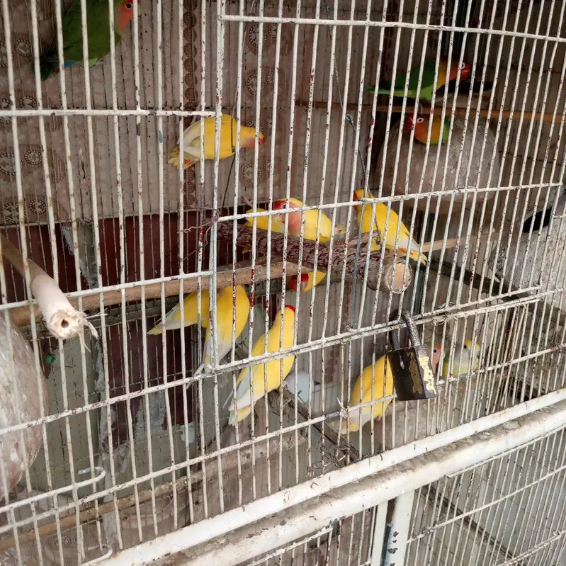 parrot — photo 3