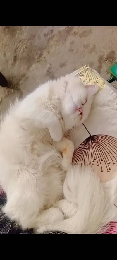 triple coated persian 11 months kitten urgent for sale