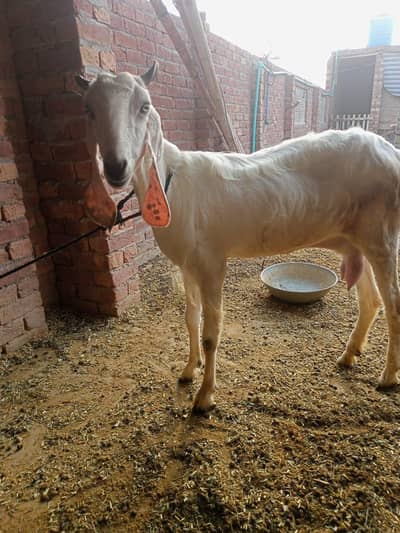 goat for sale