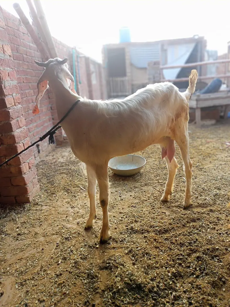 goat for sale — photo 5
