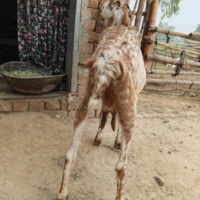 Makhi chini