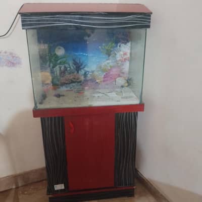 fish qoream